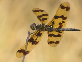 Dragon fly hanging on to grass