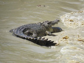 he is over 4 metres 