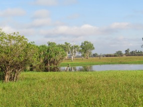Yellow water swamp walk