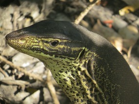 monitor lizard