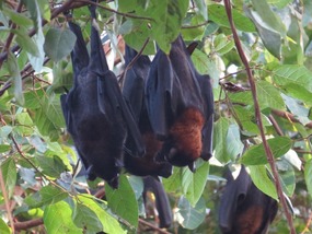 red fruit bats