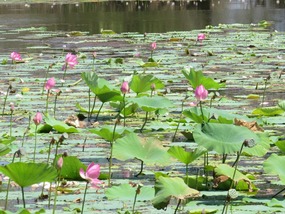 Red lily Billabong