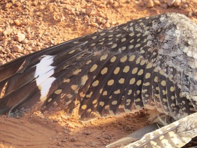 spotted nightjar wing