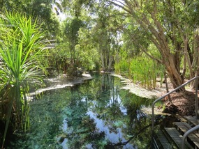 Bitter springs thermal swimming 
