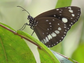 crow butterfly