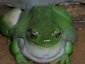 Elroy green tree frog