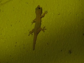 Gecko in shower