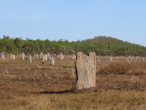  Magnetic Termite mound