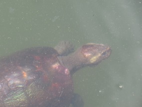 Turtle Howard springs old swimming area