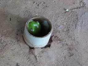 white lipped green tree frogs