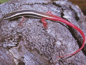 Firetail skink