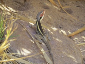  Male  longnose dragon