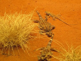 Nocturnal house only place seen Thorny devils 