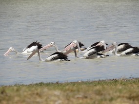 pelicans  