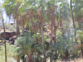 Red cabbage palms 