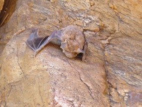  sheathtail bat