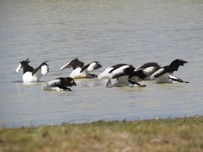 synchronised swimming 