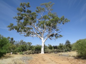  Very old ghost gum