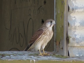 australian kestrel