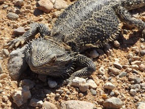 central bearded dragon look at spikes 