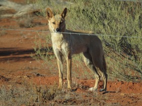 Dingo
