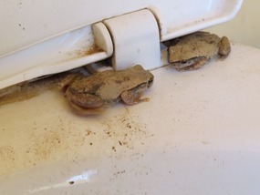 frogs Ferina  toilets