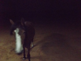 Horse visitor 