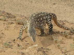 Perentie on road 