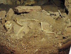 diprotodon  bones