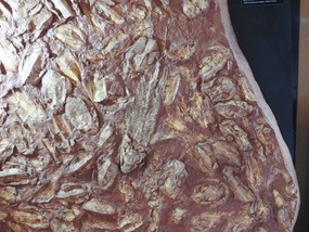 fish fossil