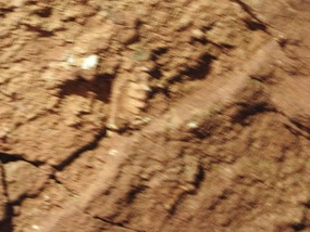 fossil teeth in the wall
