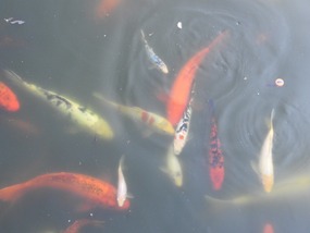 Koi