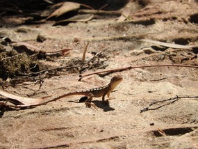  Jacky lizard