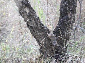 native mouse 