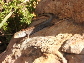 skink