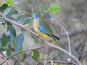Turquoise parrot