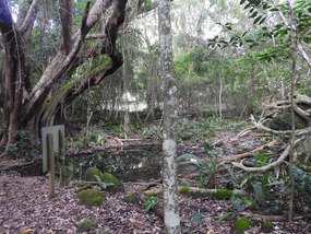Barney springs