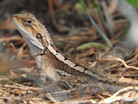  Burn's dragon 