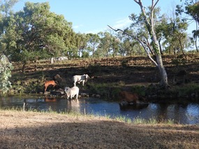 Fletcher Creek camp
