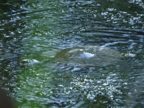 Platypus caravan