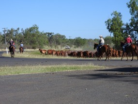 Springsure camp draft club