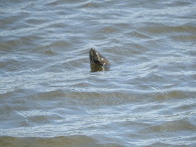 turtle swimming with me 