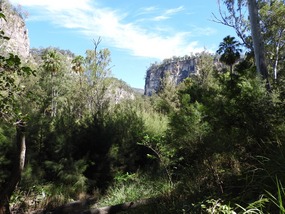 Walk Carnarvon gorge