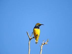 Yellow belled sunbird 