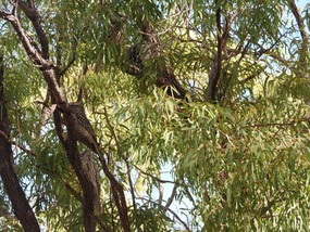 can you find the four