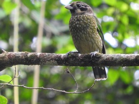 spotted Catbird