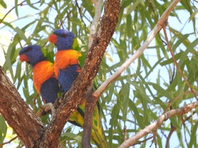 we are pretty but very noisy