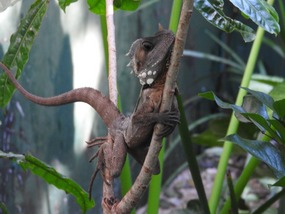 Boyd's forest dragon 