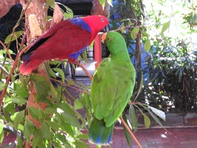 Eclectus parrots -girl red 