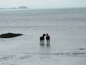 horses Umagica beach 